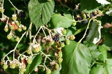 Brombeeren-A4.jpg